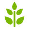 成都紫荊樹(shù)
