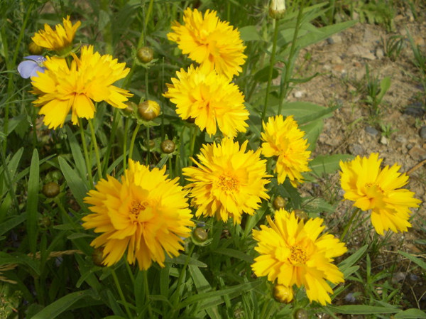 成都花木協(xié)會(huì)-大花金雞菊