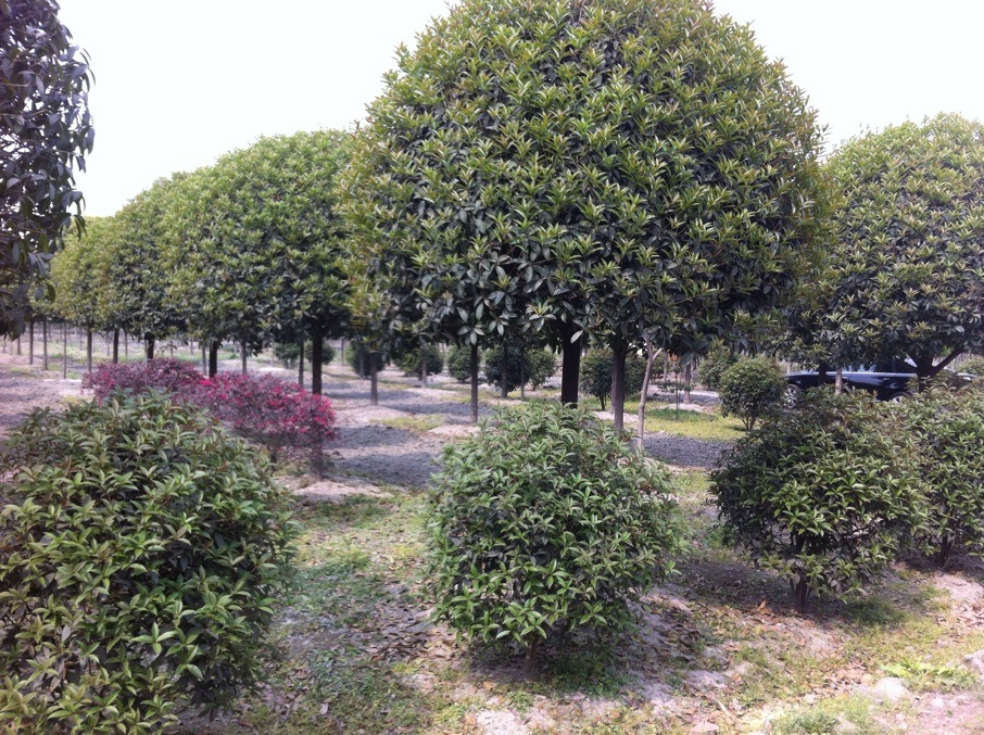 成都溫江花木（合作社）基地-御景苗圃（實(shí)景拍攝1）
