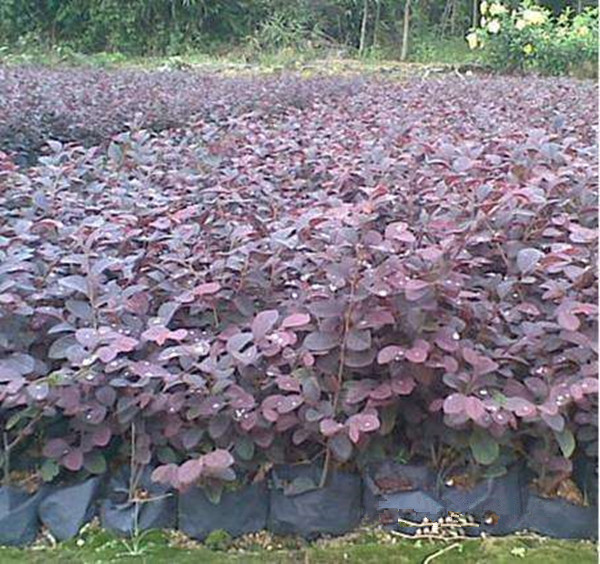 紅檵木（杯苗）