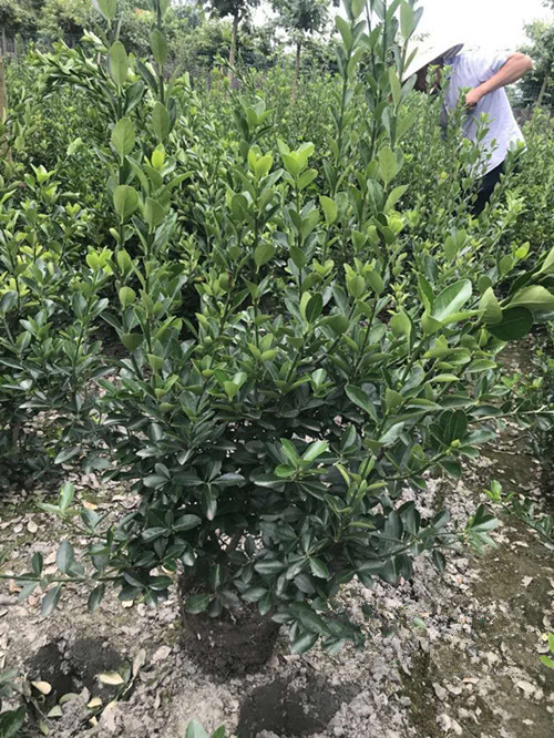 成都大葉黃楊（毛籠子）