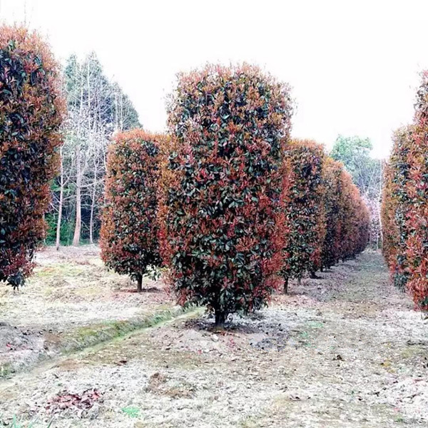 紅葉石楠柱（2）