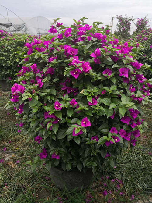 成都三角梅花盆