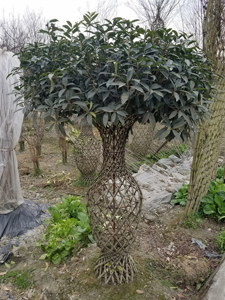 桂花樹(shù)花瓶