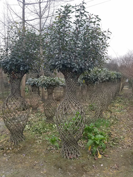 桂花樹(shù)花瓶（2）