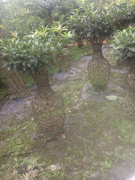 桂花樹(shù)花瓶（3）