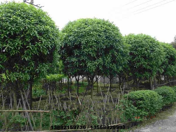 15公分精品桂花樹(shù)