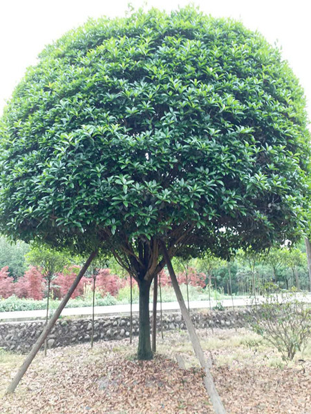 22公分精品桂花樹(shù)