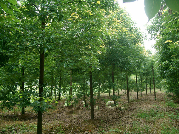 香樟樹(shù)