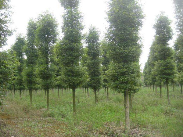 10-12公分精品楠木