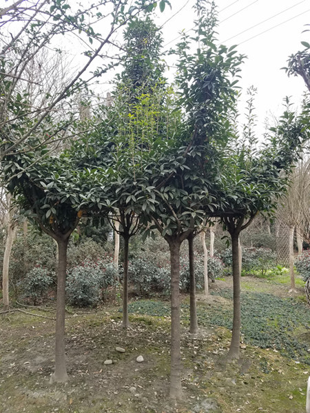 紫薇樹(shù)涼亭（2）