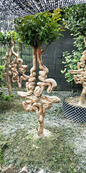 紫薇造型字（壽）