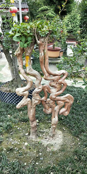 紫薇造型字（祿）