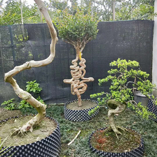 紫薇樹(shù)造型字（喜）
