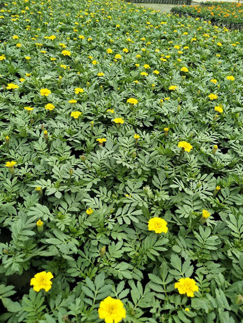 成都萬(wàn)壽菊