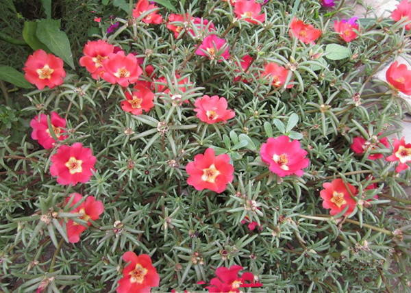 成都太陽(yáng)花