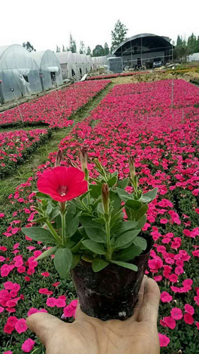 成都溫江苗圃草花基地介紹