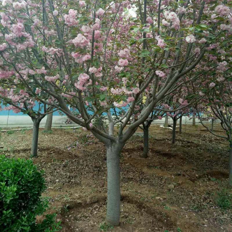 成都溫江花木基地-精品紫薇樹(shù)