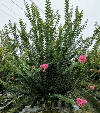 （9月7日）成都地區(qū)綠化工程，花木采購(gòu)信息發(fā)布